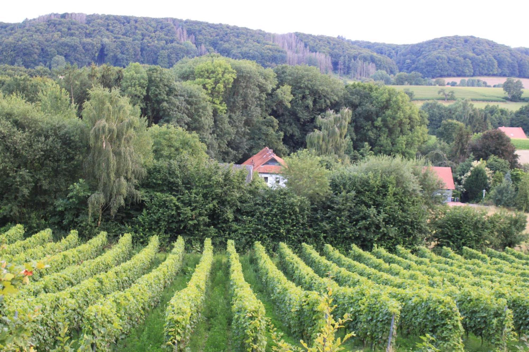 Fewo Harling - Waldsamkeit Bad Iburg Exteriör bild
